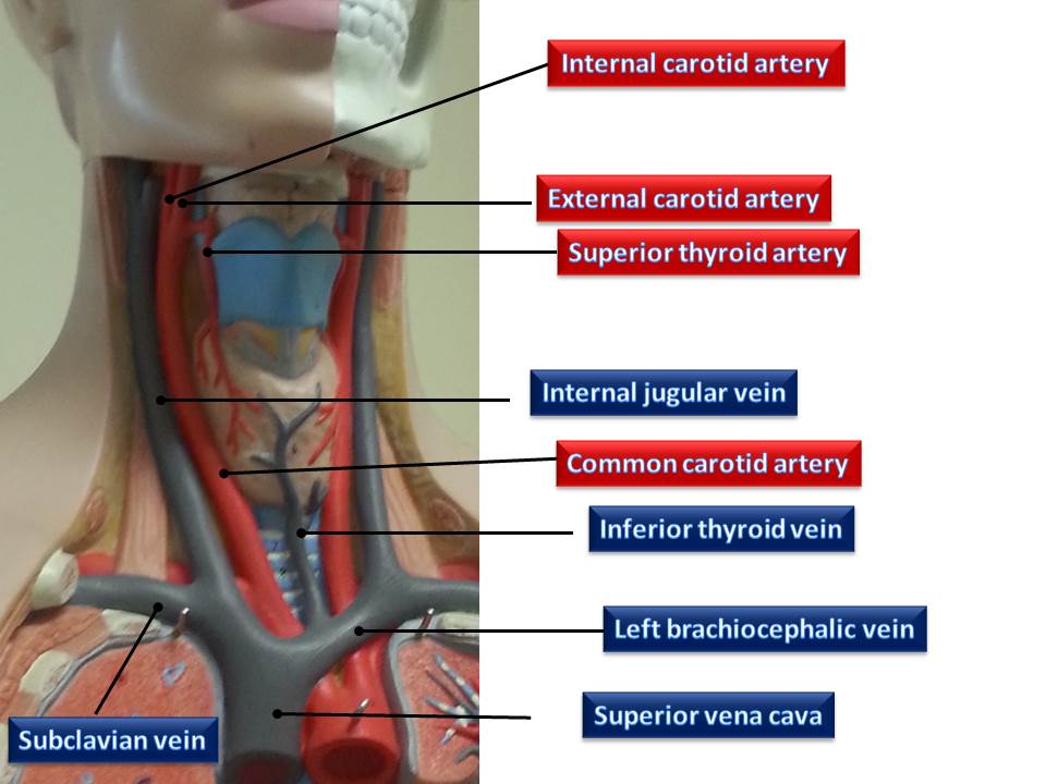 Артерии щитовидной железы. Ветви верхней щитовидной артерии. Артерии щитовидной железы анатомия. Нижняя щитовидная артерия отходит.